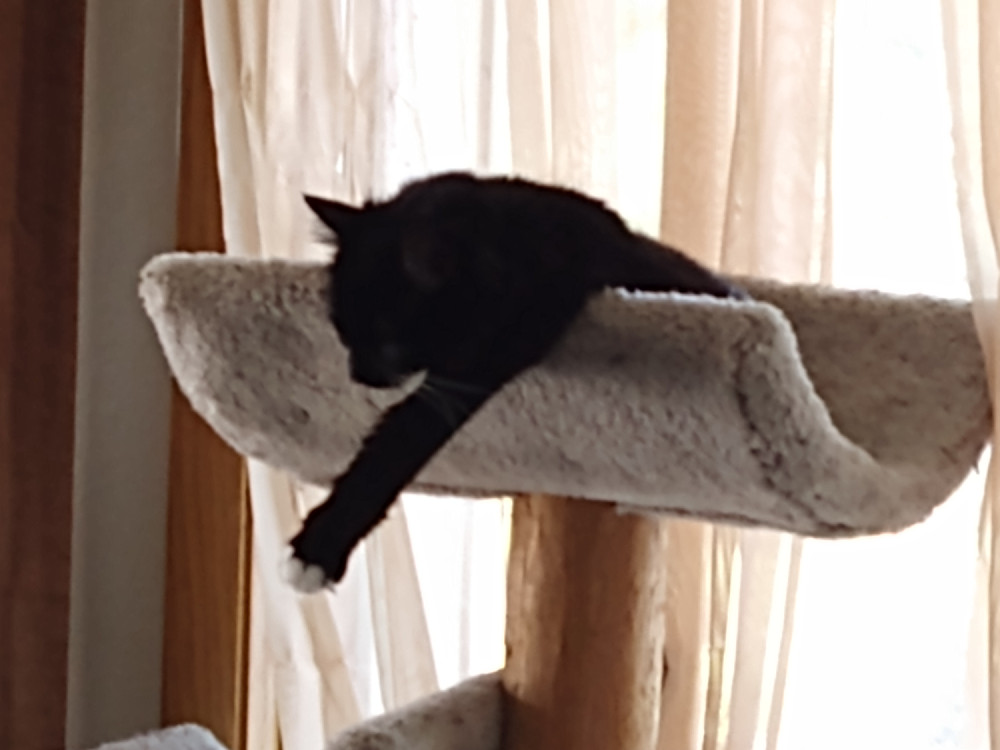 cat"