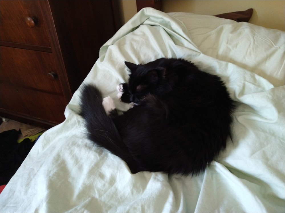 cat